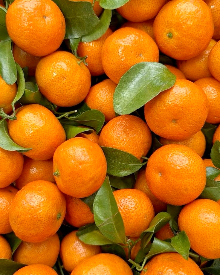 MANDARINO SENZA SEMI