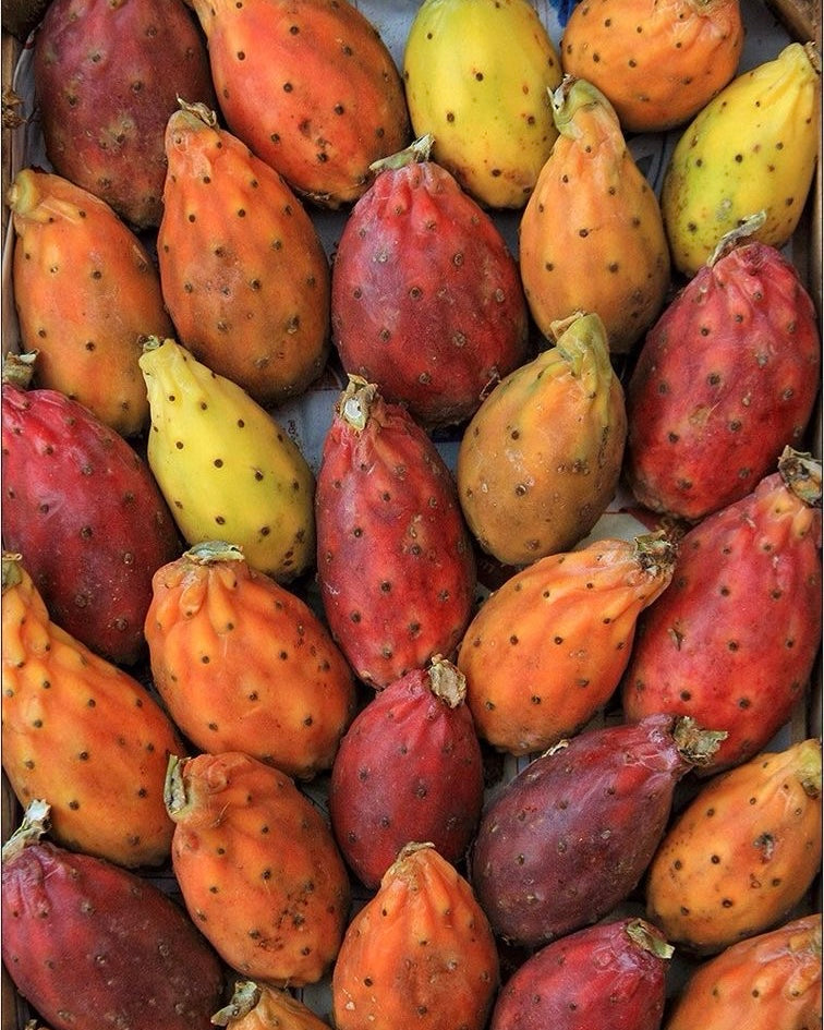 FICHI D'INDIA