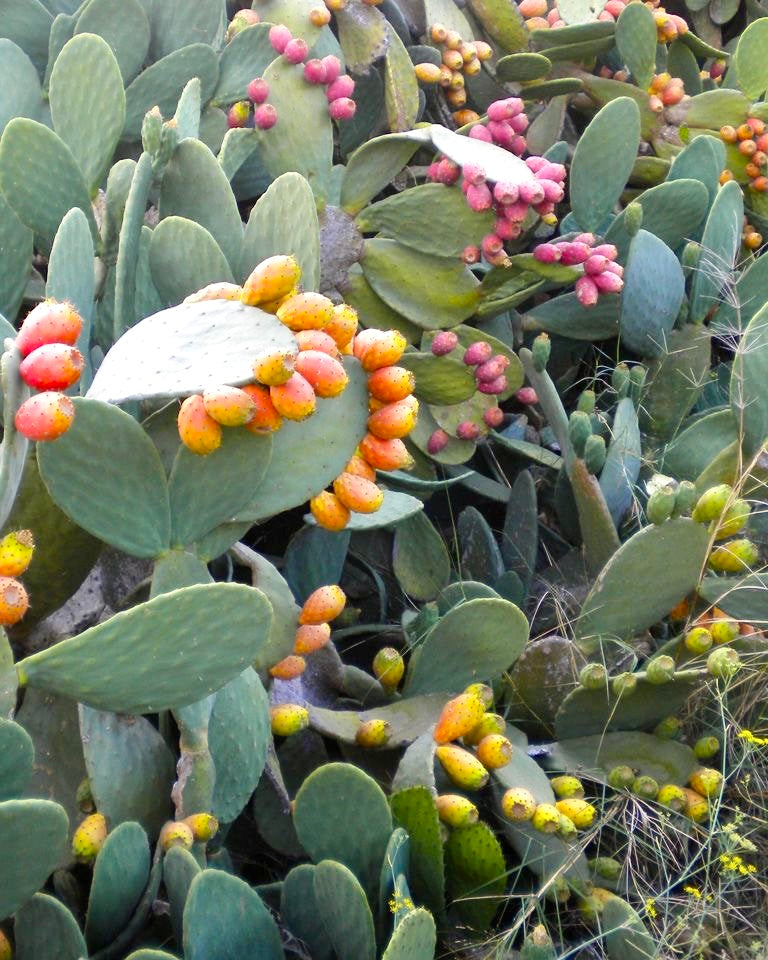 FICHI D'INDIA